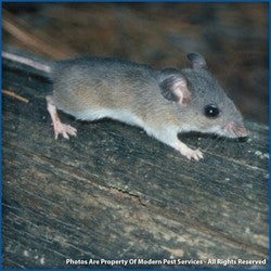 House Mouse | Outdoor Alabama